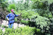 園林綠化苗木藥害預防與救治 